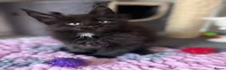 Maine Coon cats for sale: READY NOW💕Only 1 Girl Available💕Stunning💕 - Advert 8