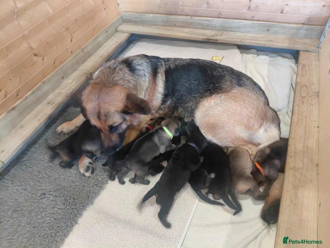 German Shepherd dogs for sale:  Pure bred German puppies  in Ayr - Advert 1