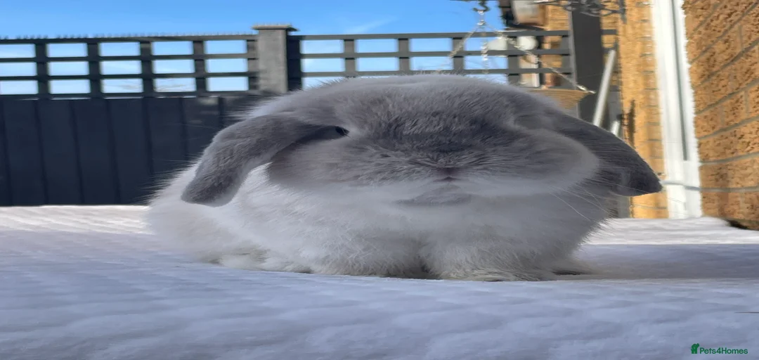 Gallery Image {{count}}