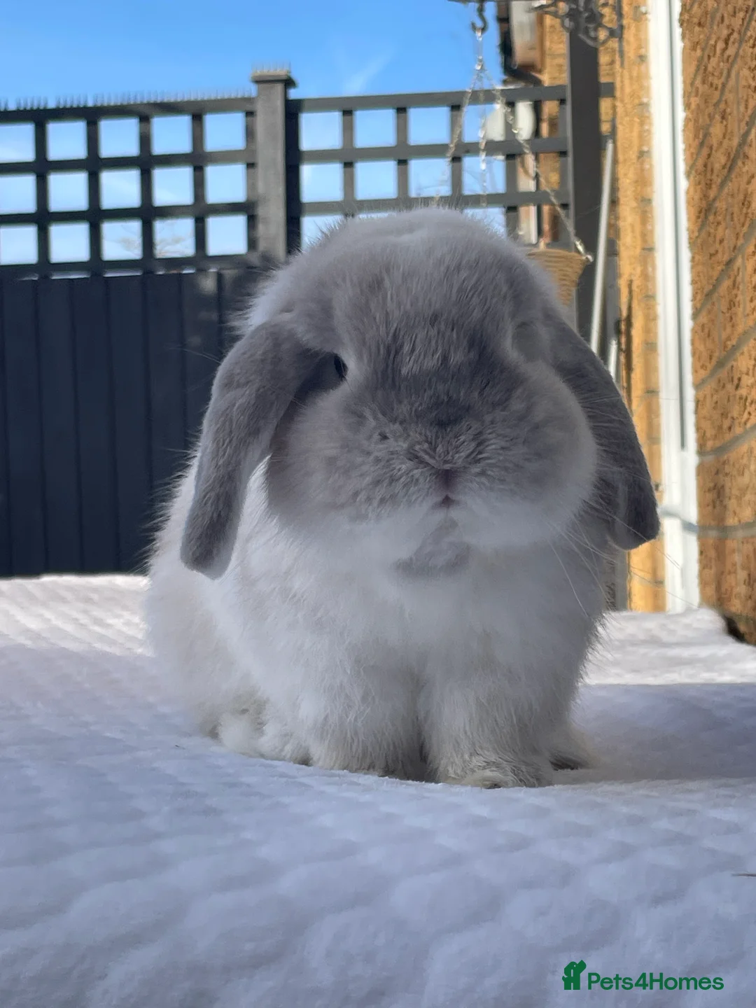 Gallery Image {{count}}