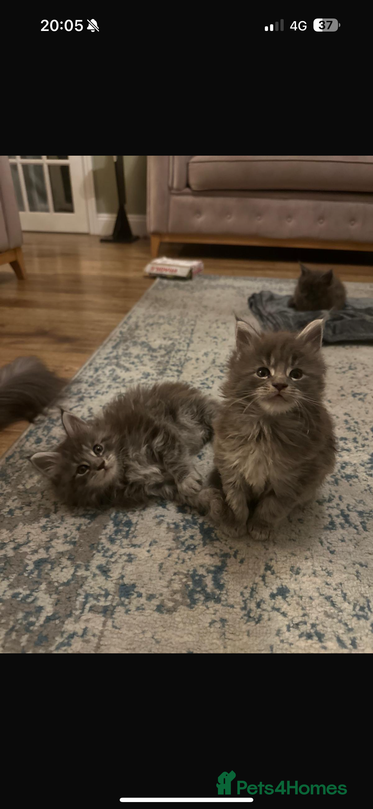 Maine Coon cats Maine Coon TICA registered✨ - Advert 7