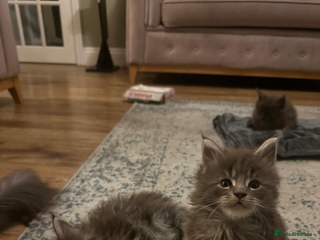 Maine Coon cats Maine Coon TICA registered✨ - Advert 7