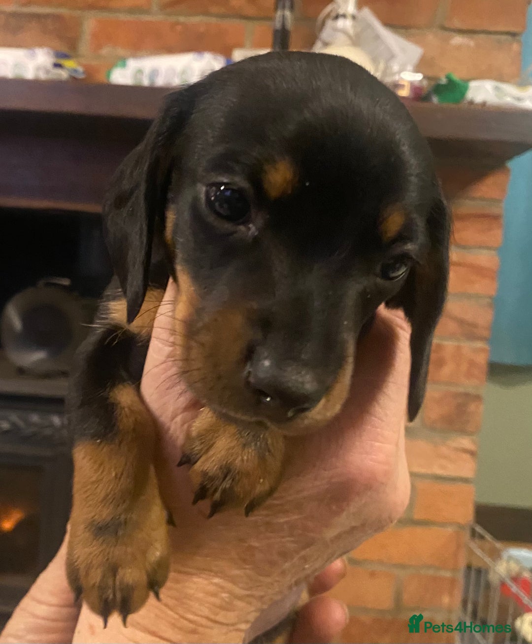 Dachshund dogs for sale: *1 beautiful dachshund girl left* - Advert 16
