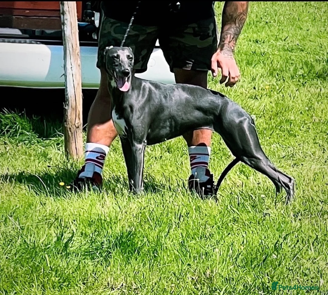 Whippet dogs for sale: Beautiful Whippet Puppies  - Advert 1