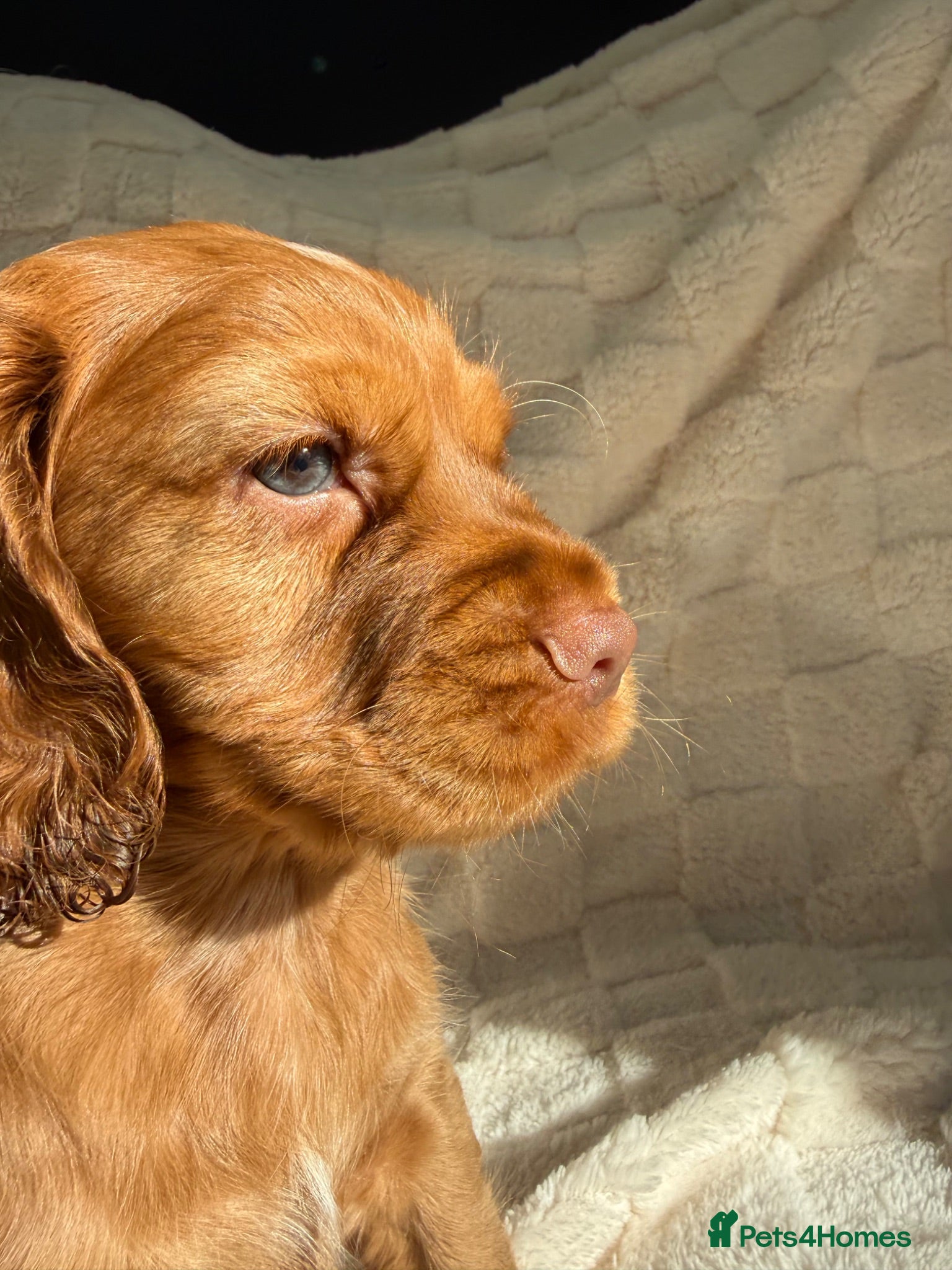 Cocker Spaniel dogs LAST 2 Gorgeous blue eyed boy KC registered cocker - Advert 1