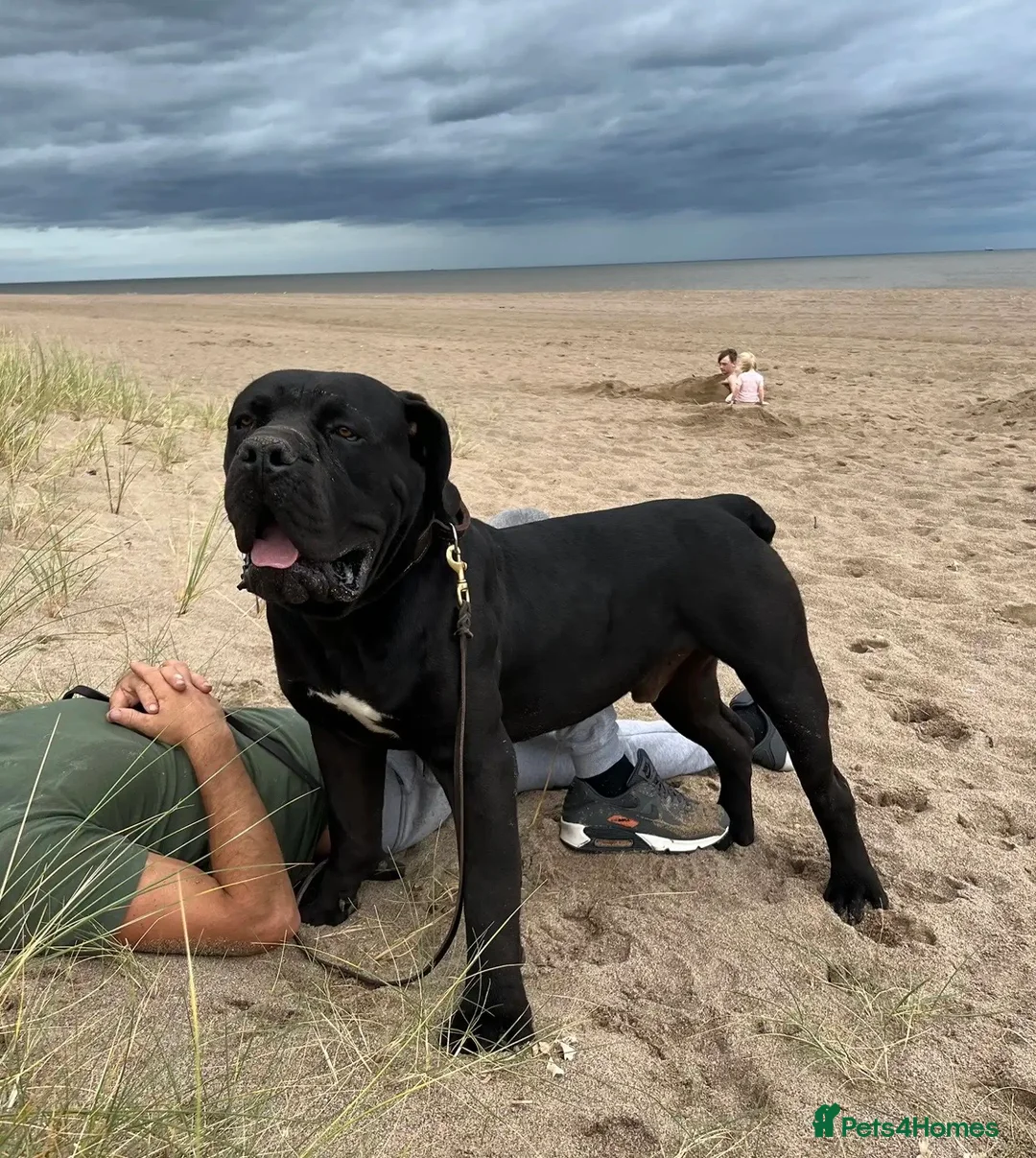 Boerboel dogs for sale: Stunning Boerboel Girl - Advert 5