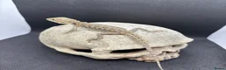 Bearded Dragon reptiles for sale: Spectacular baby dragons ready now  - Advert 8