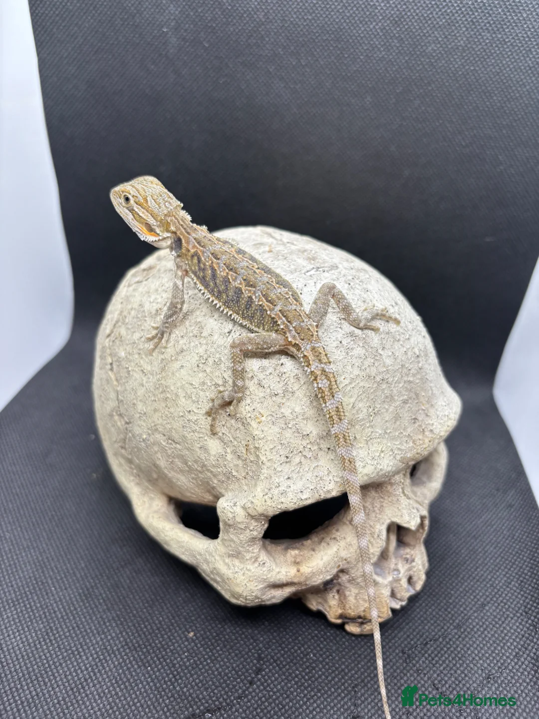Bearded Dragon reptiles for sale: Spectacular baby dragons ready now  - Advert 8