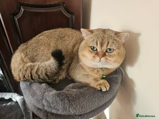 British Shorthair cats Blue, Feline - Advert 18