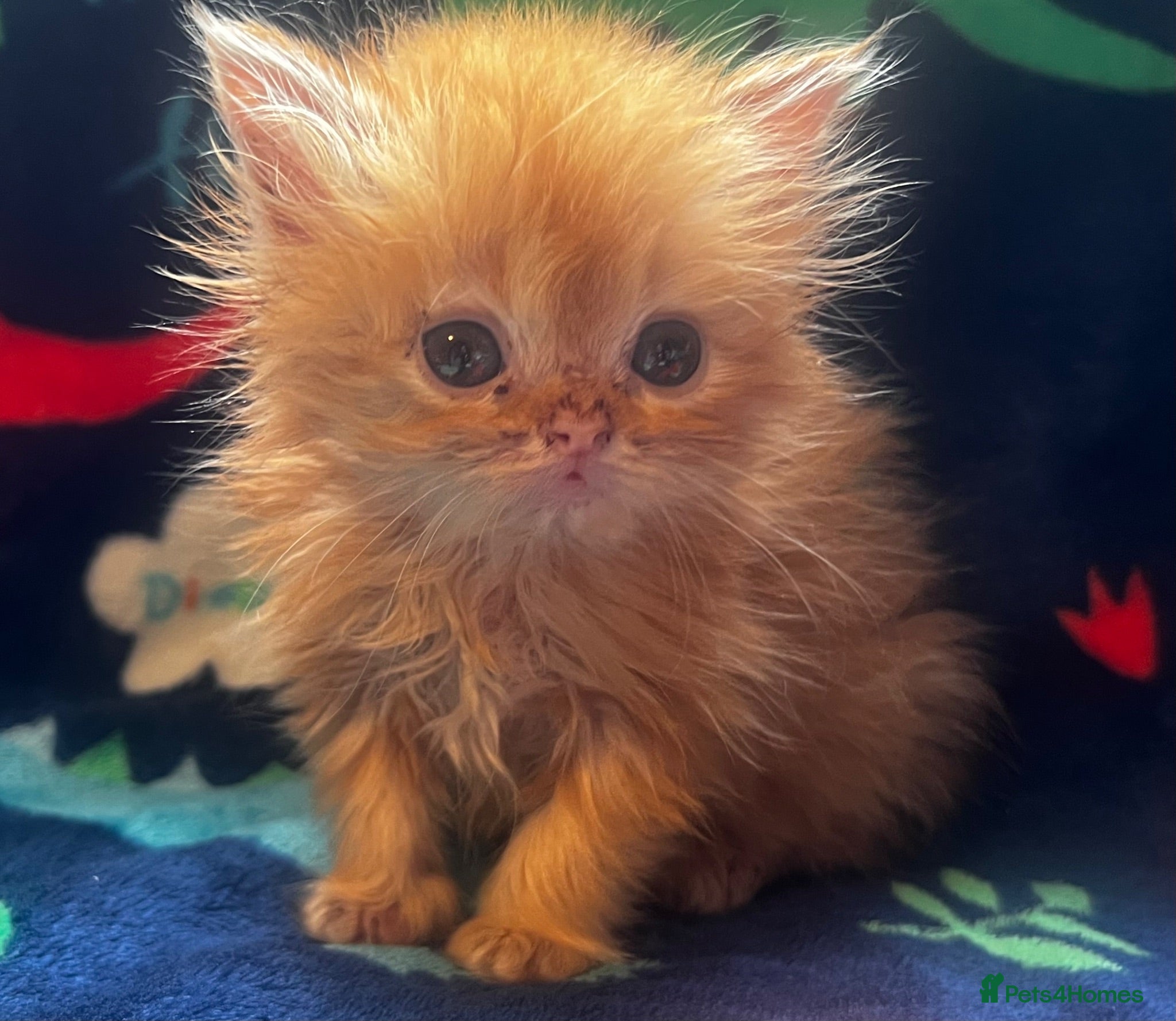 Persian cats  PERSIANS 🌸🌷💐🌹🌼BLUE EYES - Advert 2