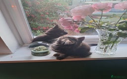 Domestic Shorthair cats for sale: 2 male kittens ready to leave today!  - Image 19