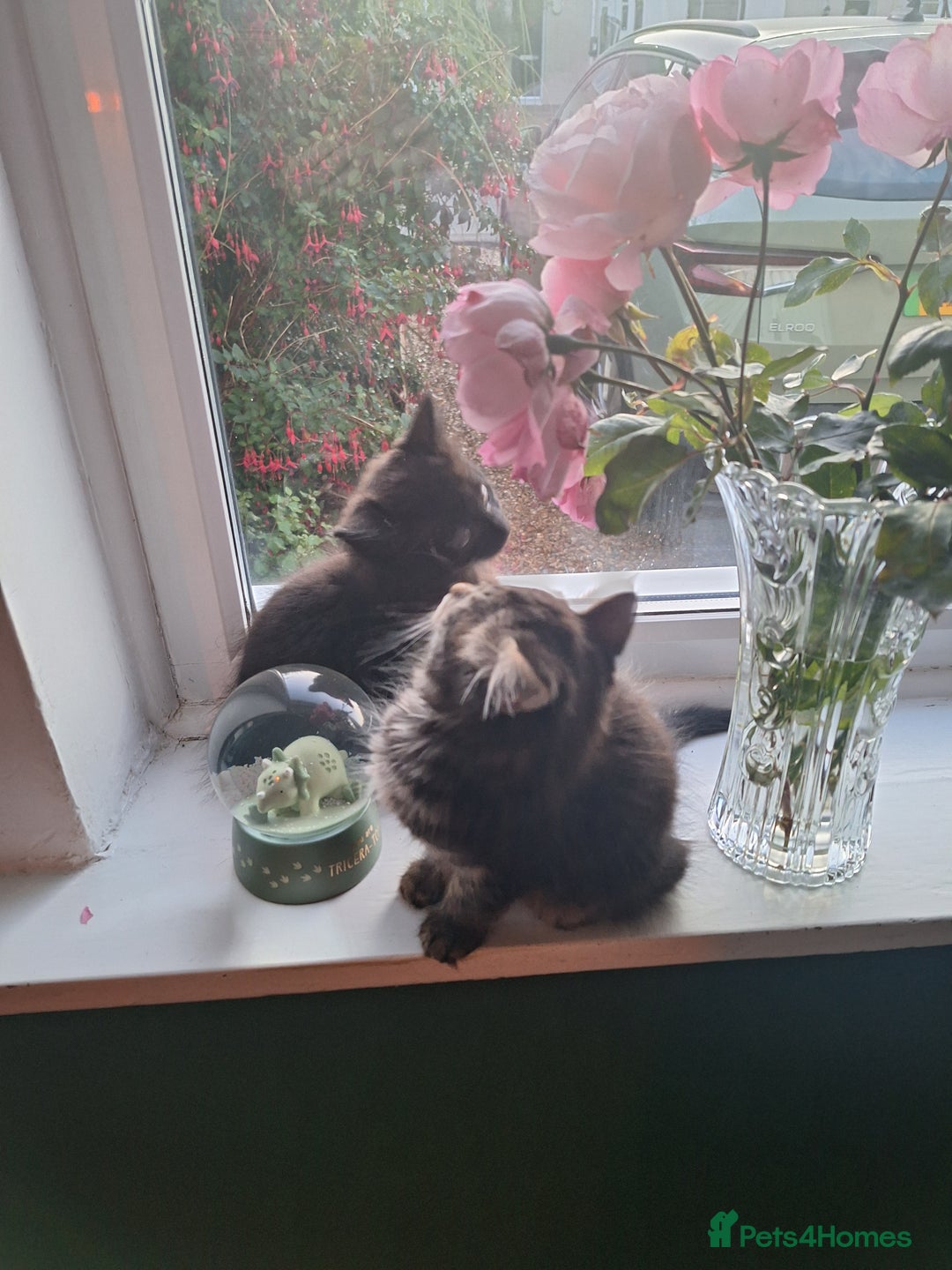 Domestic Shorthair cats for sale: 2 male kittens ready to leave today!  - Image 19