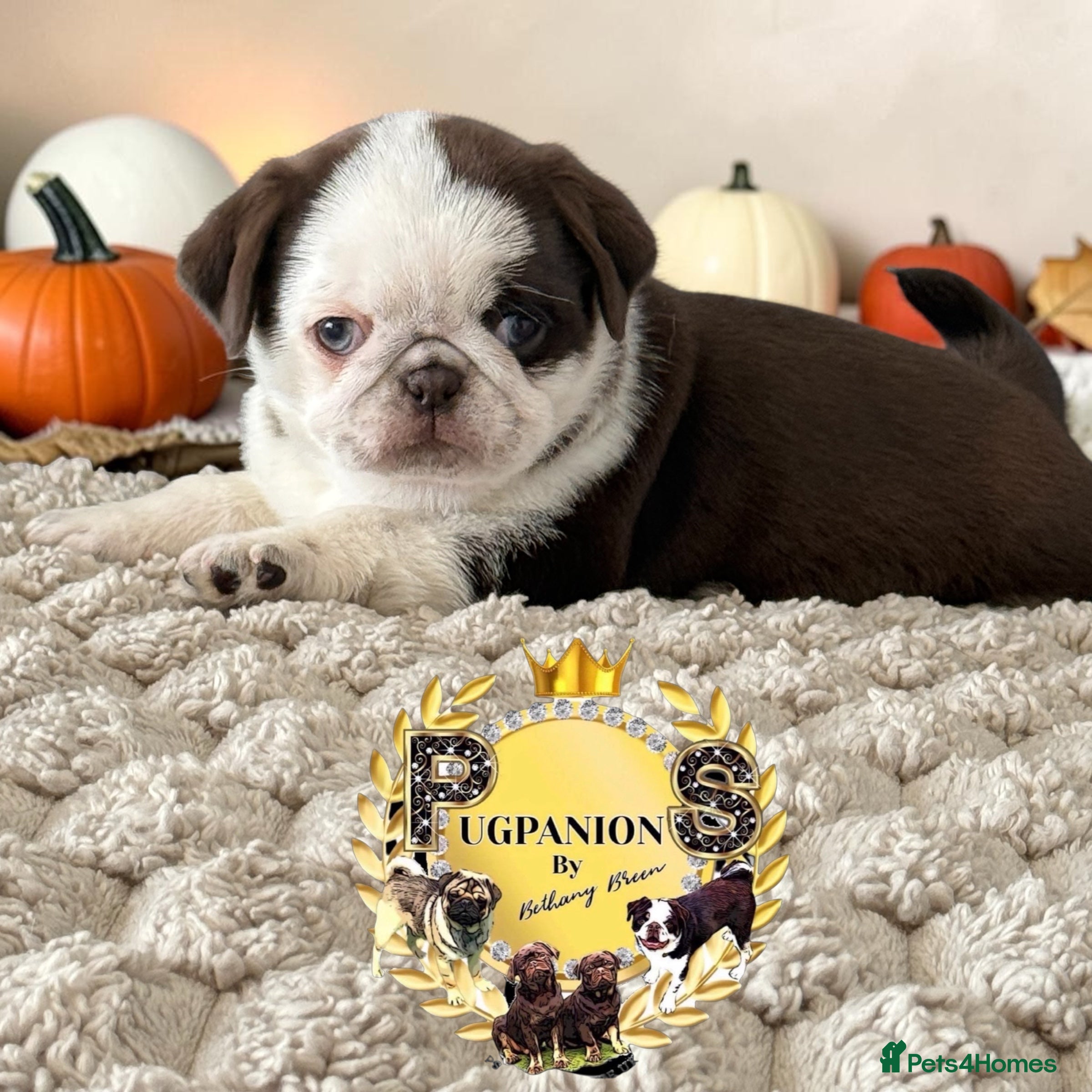Pug dogs for sale: Kc lilac and choc pugs - 5 star licenced breeder - Advert 2
