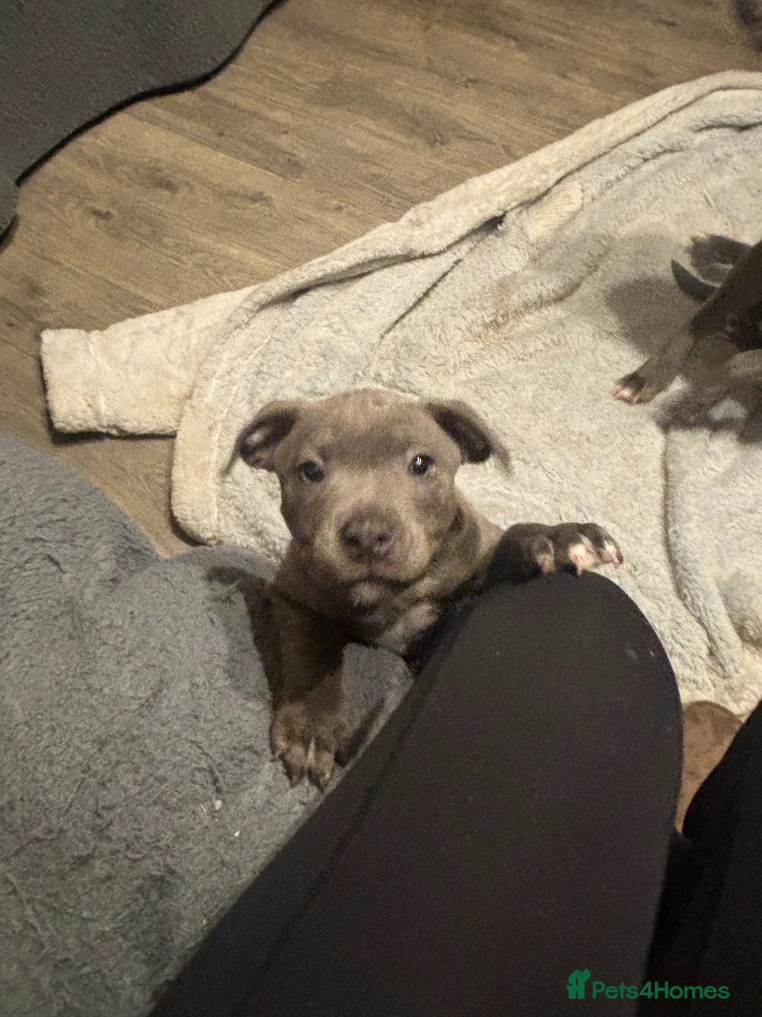 Staffordshire Bull Terrier dogs for sale: staffordshire bull terrier puppies for sale!  - Advert 7