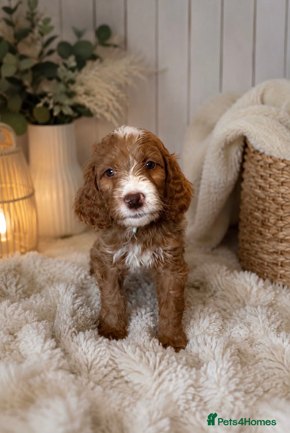 Labradoodle dogs Beautiful Multigen Aussie/Irish Labradoodles  - Advert 2
