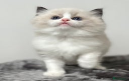 Ragdoll cats for sale: Exquisite Seal Bicolour Ragdoll Boys dolly face - Image 19