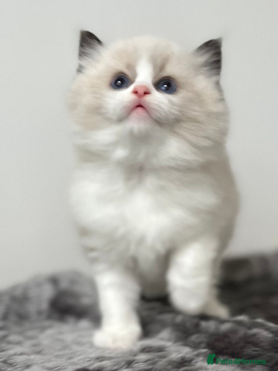 Ragdoll cats for sale: Exquisite Seal Bicolour Ragdoll Boys dolly face - Image 19
