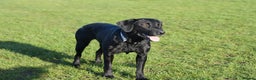 Labrador Retriever dogs for sale: Beautiful 7 year old female Labrador retriever  - Advert 16