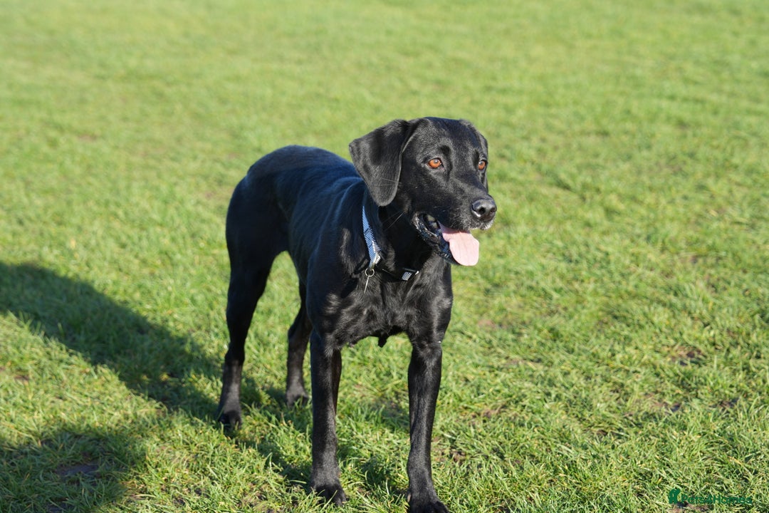 Labrador Retriever dogs for sale: Beautiful 7 year old female Labrador retriever  - Advert 16