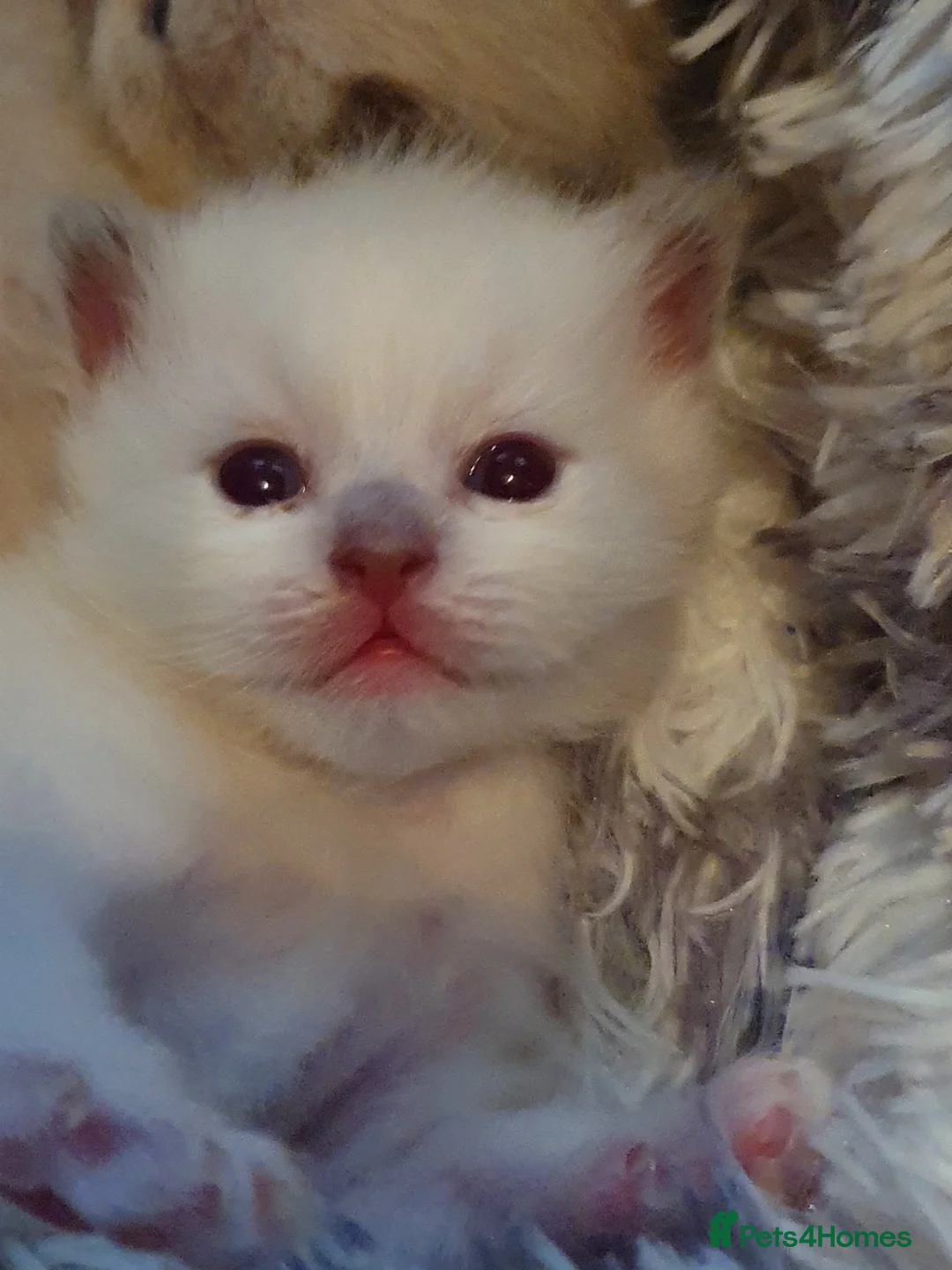 Ragdoll cats for stud: *stud*Gccf & tica entire active bluepoint ragdoll in Oldham - Advert 16