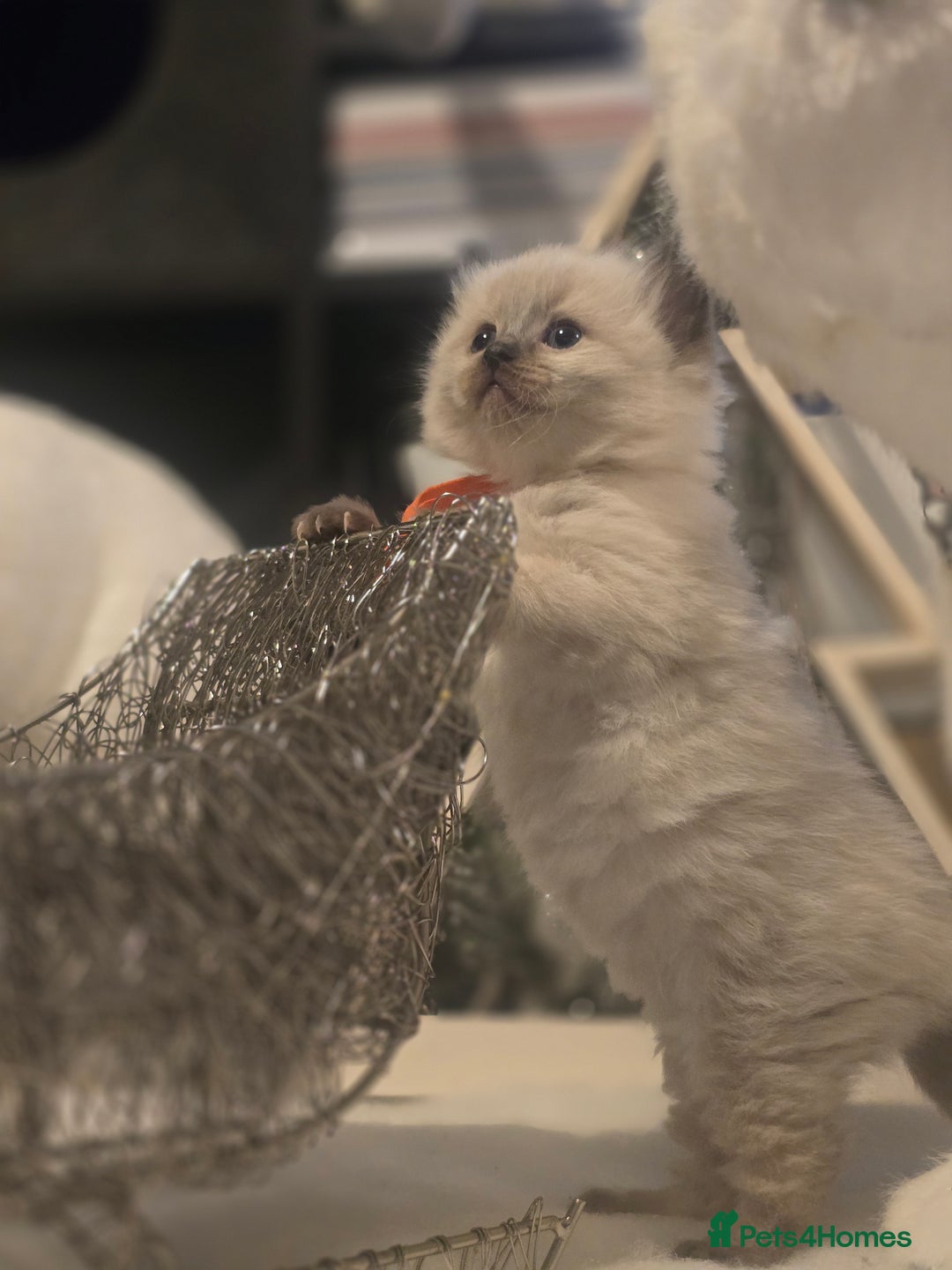 Ragdoll cats for sale: Precious GOOF Registered Ragdoll Kittens - 3 Girls - Advert 5