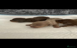 Miniature Dachshund dogs for sale: Mini dachshund  - Image 3