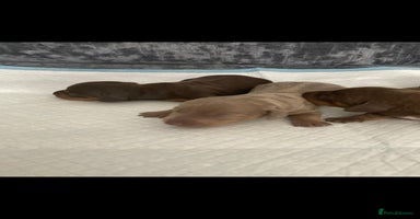 Miniature Dachshund dogs - Advert 5