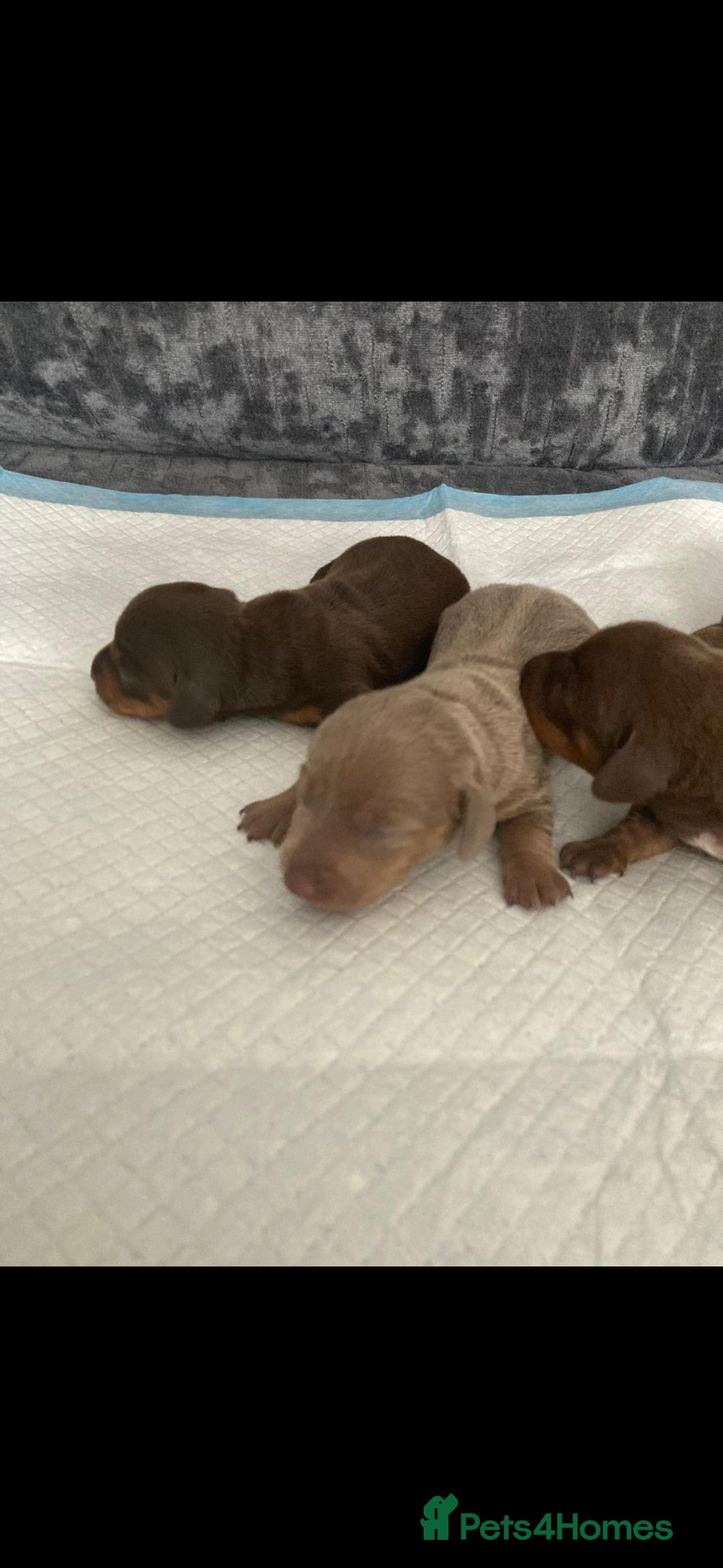 Miniature Dachshund dogs for sale: Mini dachshund  - Image 3
