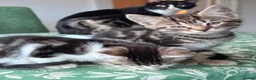 British Longhair cats for sale: Four adorable kittens! - Advert 11