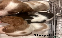 Cocker Spaniel dogs for sale: Cocker spaniel  - Image 3