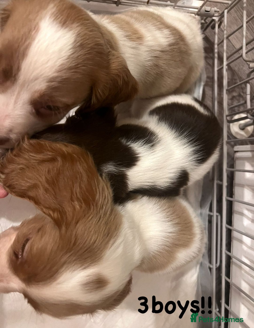 Cocker Spaniel dogs for sale: Cocker spaniel  - Image 3