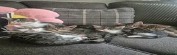 Mixed Breed cats for sale: 6 kittens * Ready Now * in Telford - Advert 27