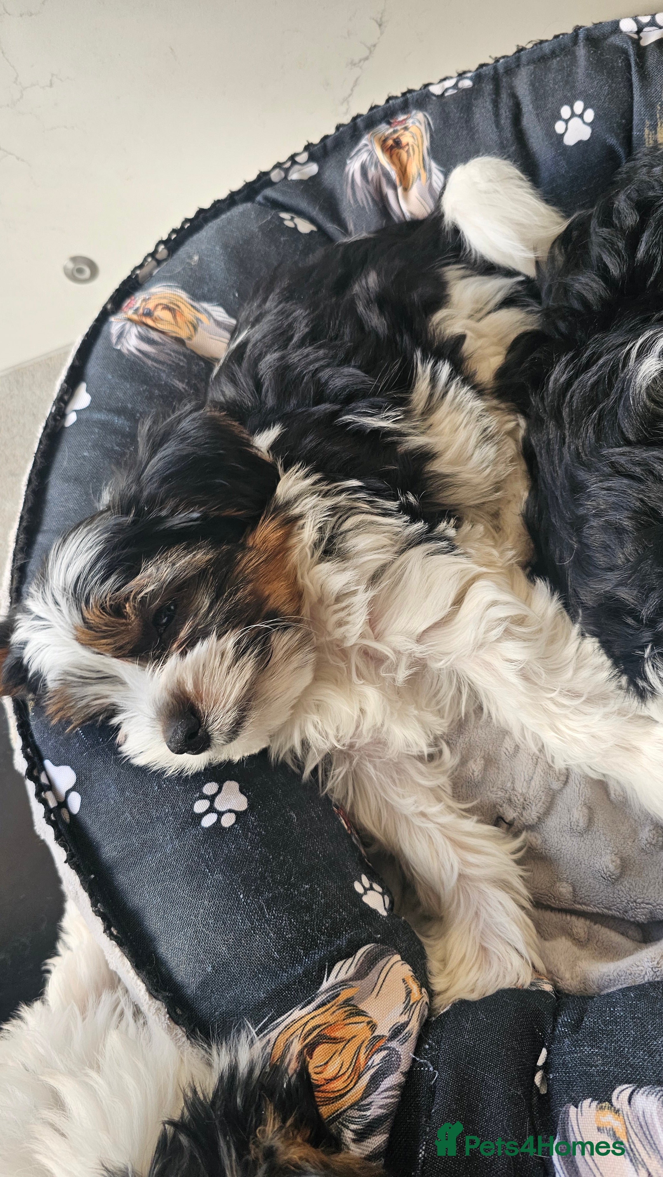 Yorkshire Terrier dogs Last boy biewer yorkshire terrier standard size - Advert 13