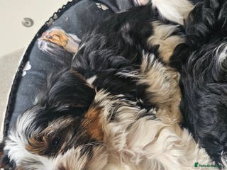 Yorkshire Terrier dogs Last boy biewer yorkshire terrier standard size - Advert 13