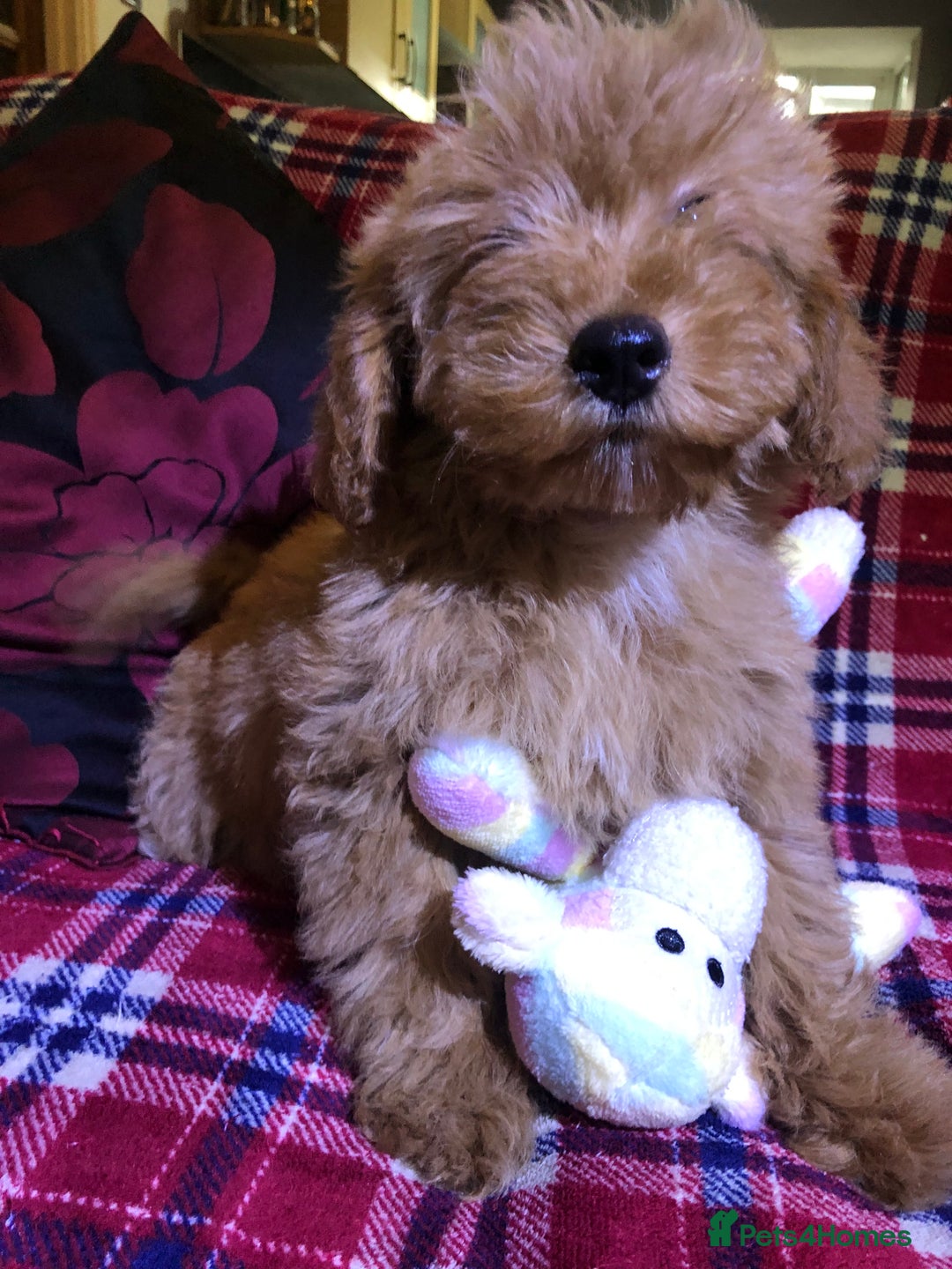 Cockapoo dogs for sale: Cockapoo puppies for sale  - Advert 27