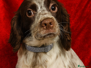 English Springer Spaniel dogs DAISEY THE SPRINGER & WINNIE THE LABRADOR X PARSON - Advert 16