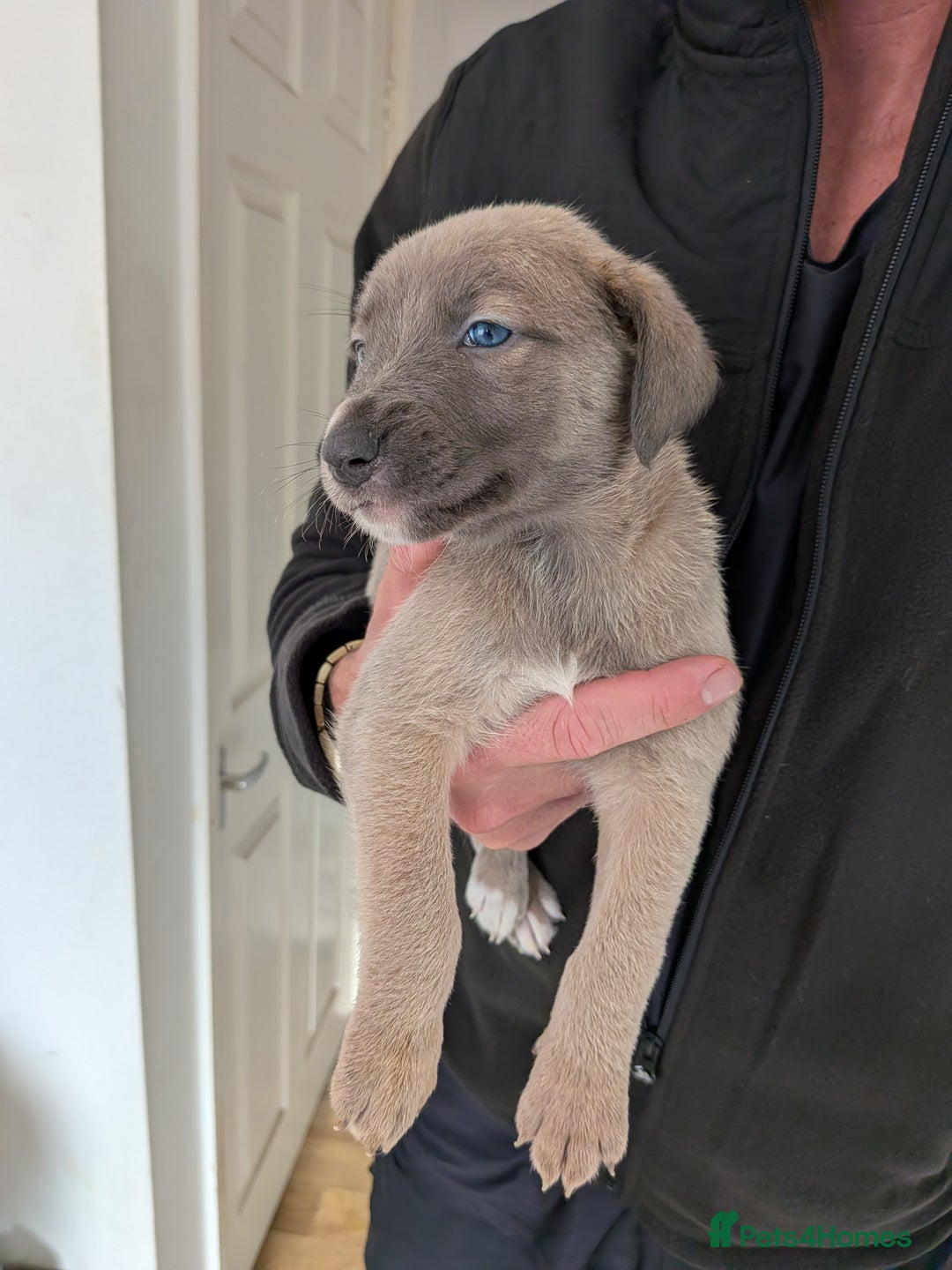 Mixed Breed dogs for sale: Whippet, saluki, pharoe hound puppies - Advert 1