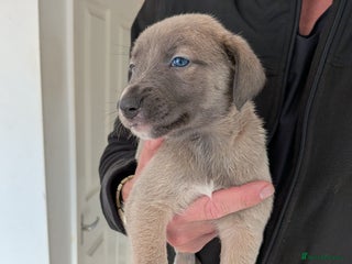 Mixed Breed dogs Whippet, saluki, pharoe hound puppies - Advert 1