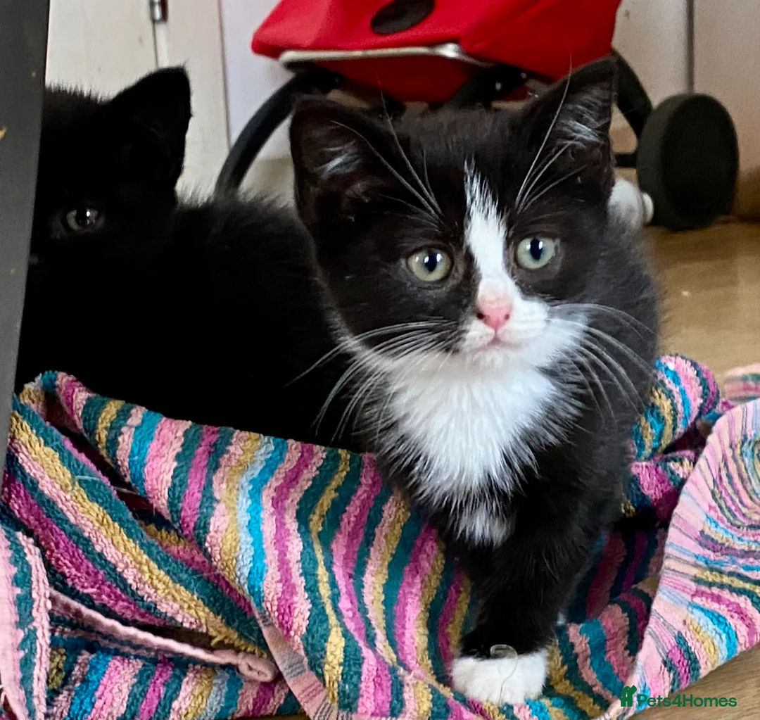 Mixed Breed cats for sale: 4 Beautiful BSH Kittens - Advert 2