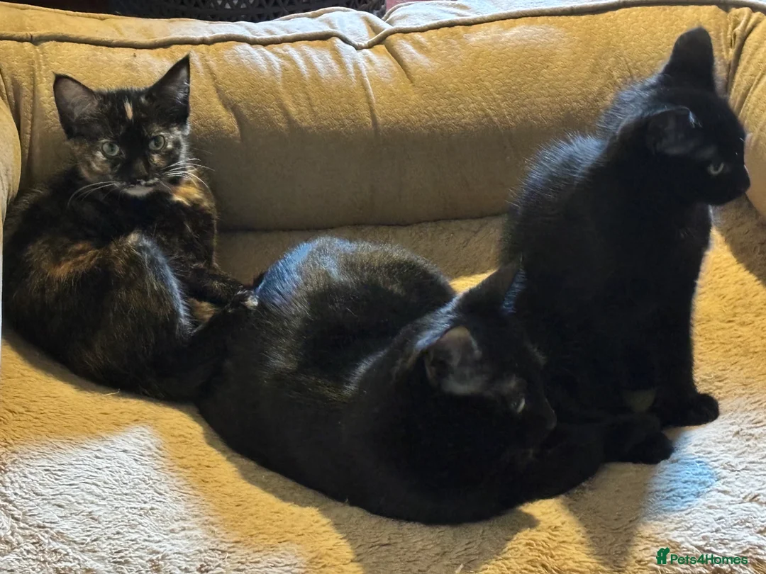 Mixed Breed cats for sale: Two gorgeous kittens looking for a forever home - Advert 2