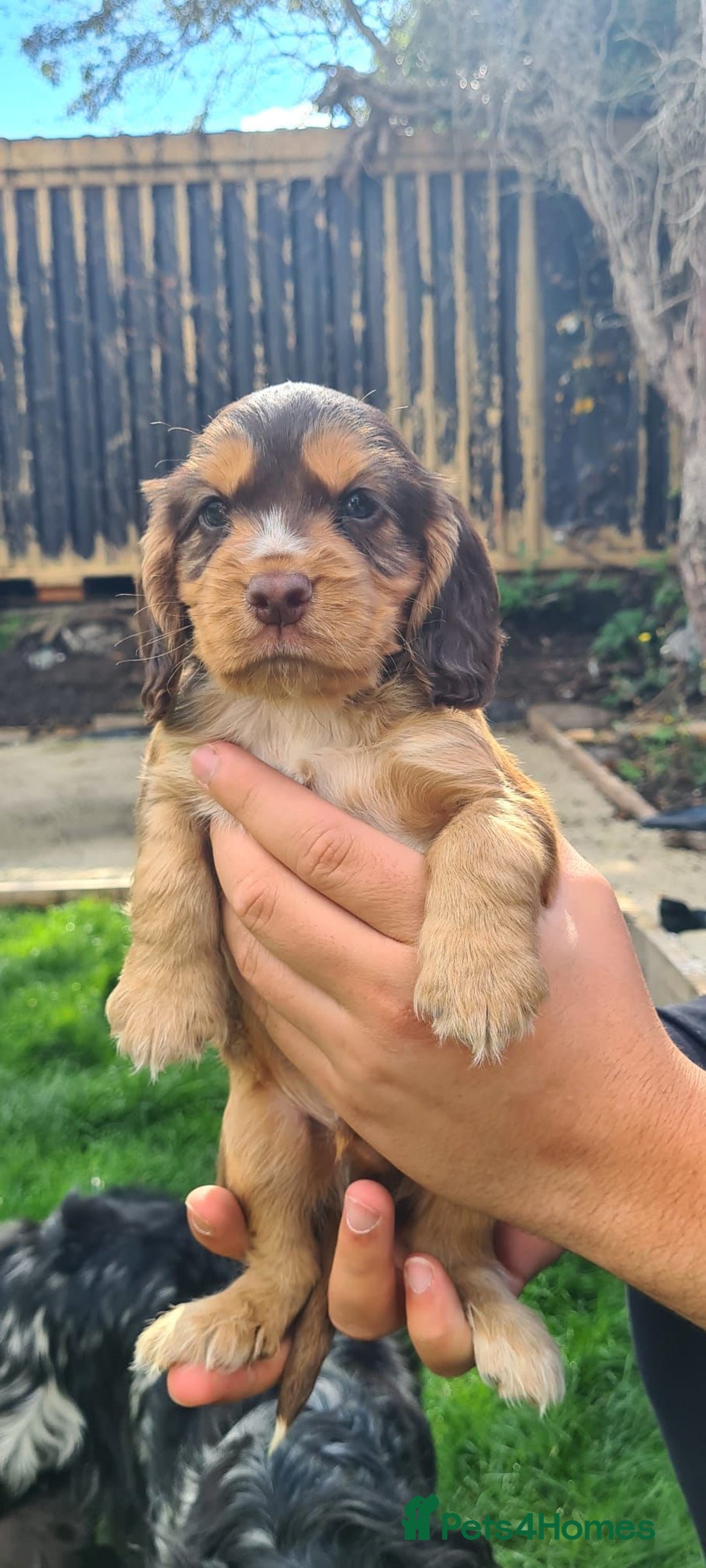 Cocker Spaniel dogs for sale: Show cocker spaniels  - Image 21