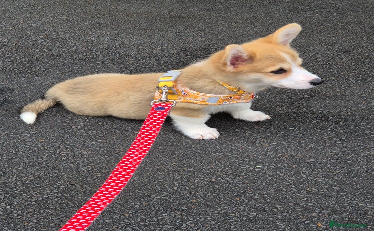 Welsh Corgi Pembroke dogs - Advert 2