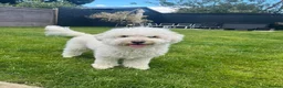 Miniature Poodle dogs for sale: Red Miniature poodle puppy🤎🐾 - Advert 18