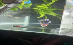 Bettas fish for sale: King betta very friendly  - Image 5