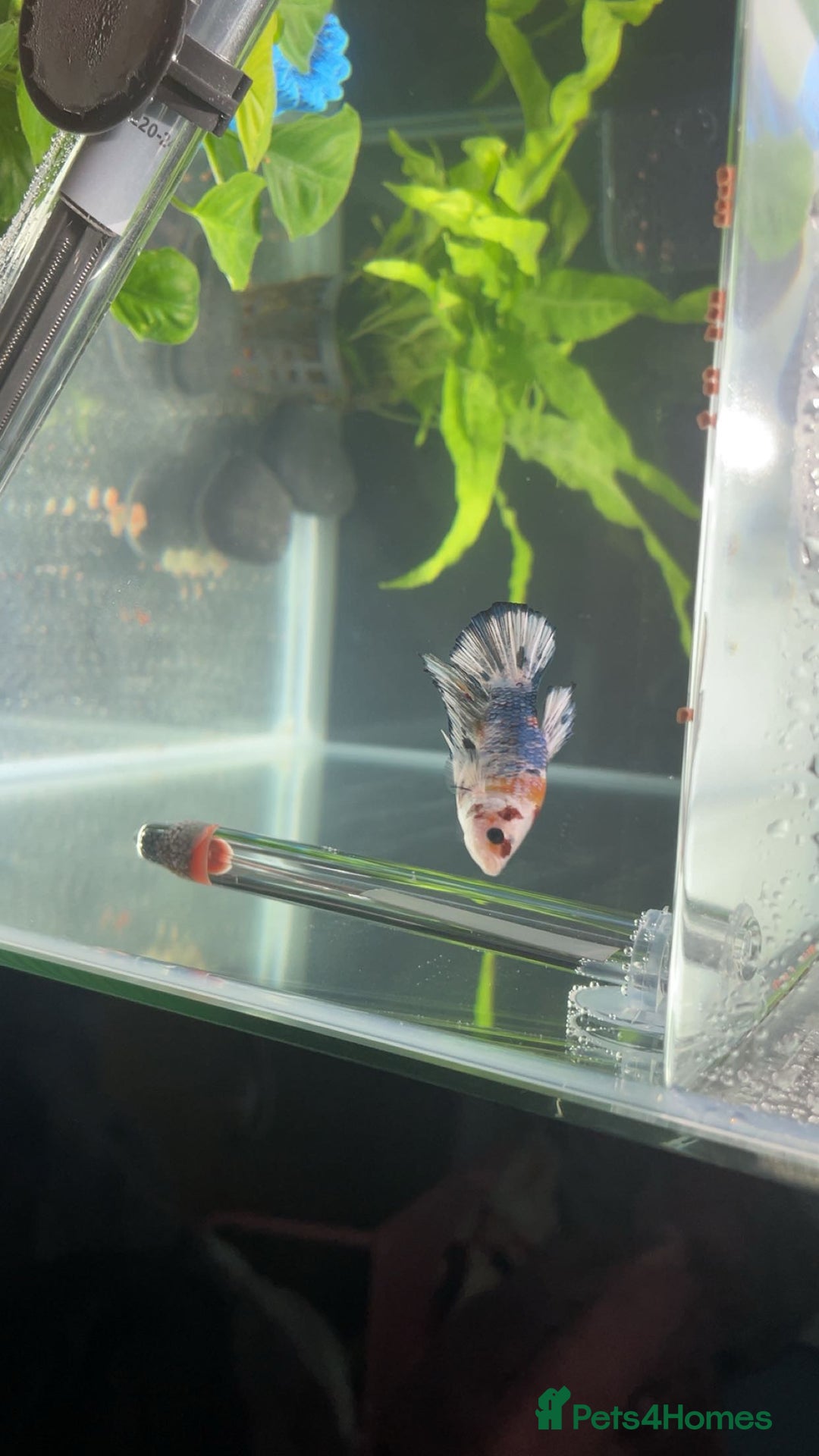 Bettas fish for sale: King betta very friendly  - Image 5
