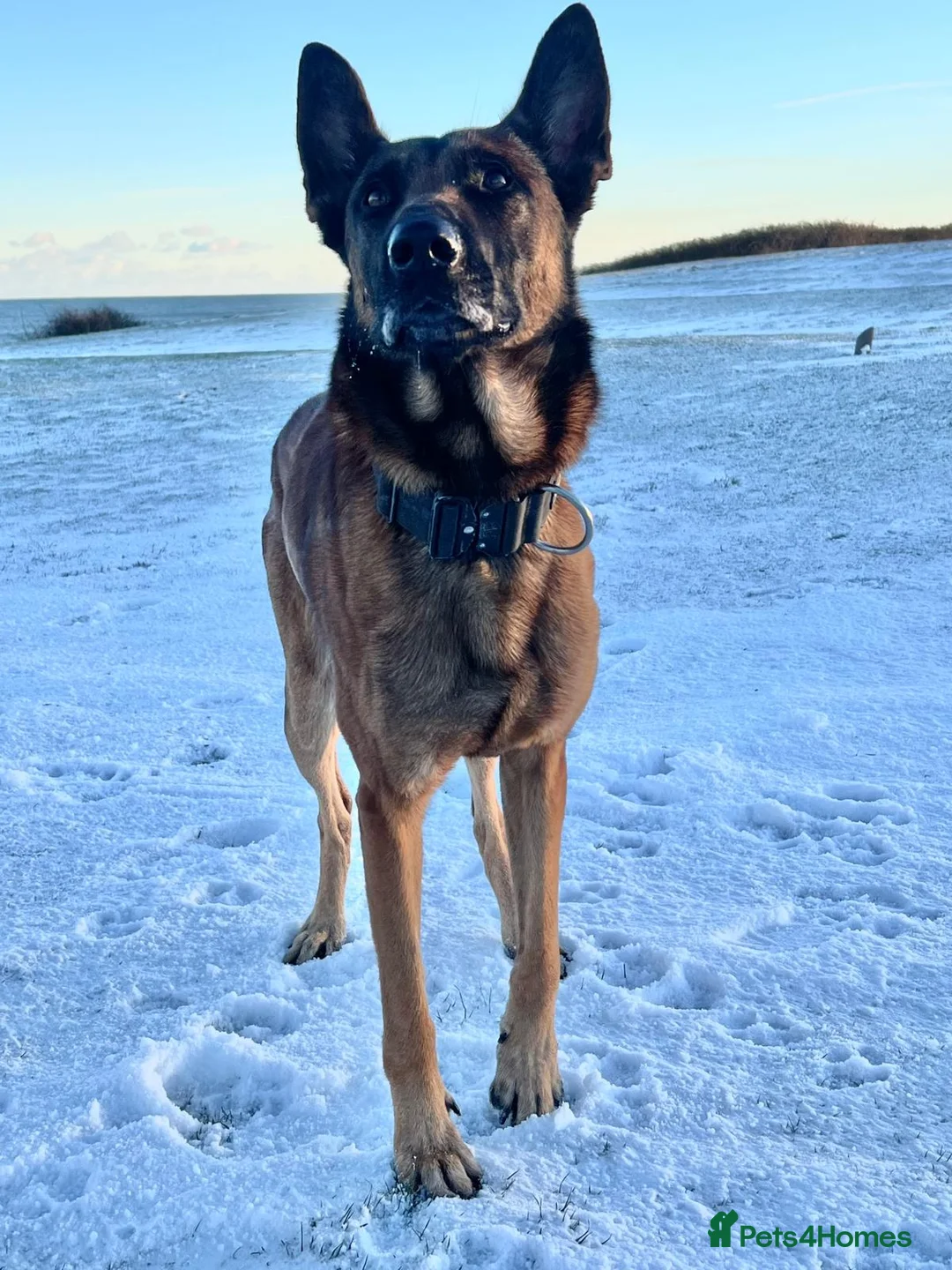 Mixed Breed dogs for sale: Belgian x Dutch Shepherd – Goofy in Newcastle upon Tyne - Advert 7