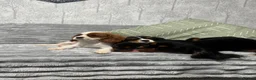 Cavalier King Charles Spaniel dogs for sale: KC Registered Health Tested CKCS Puppies - Advert 15