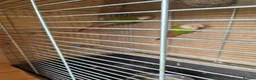 Conures birds for sale: For sale  - Advert 3