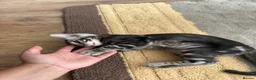 Bengal cats for sale: Bengal kittens for sale - Advert 32
