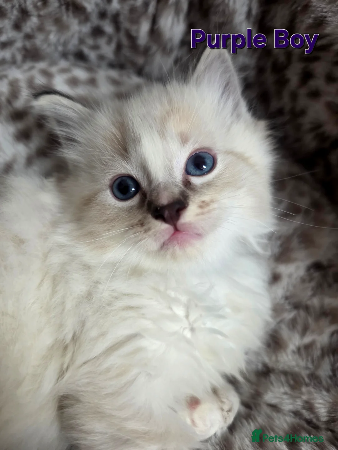 Ragdoll cats for sale: Stunning Ragdoll kittens - Advert 3